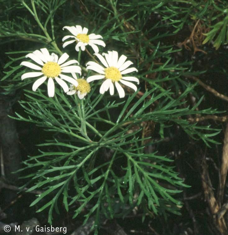 Argyranthemum sventenii