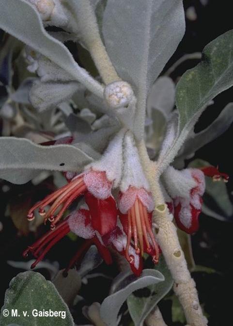 Teucrium heterophyllum ssp. hierrense